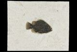 Fossil Fish (Cockerellites) - Wyoming #158568-1